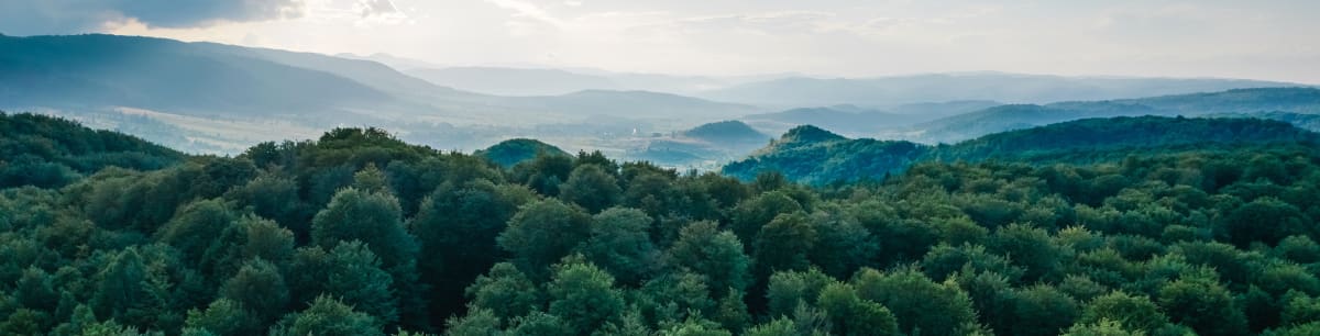 A picture of a large forest and a misty skyline taken from above the trees